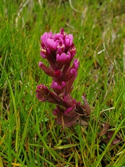Castilleja ambigua humboldtiensis