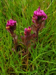 Castilleja ambigua humboldtiensis