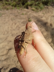 Ommexecha virens