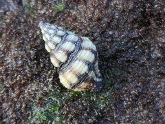 Peristernia chlorostoma