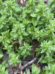 Veronica arvensis