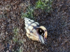 Peristernia chlorostoma