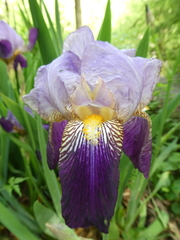 Iris