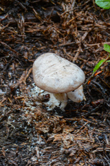Clitocybe glacialis