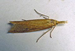 Donacaula forficella