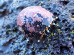 Nerita polita