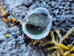 Nerita polita