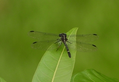 Austrogomphus bifurcatus