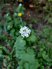 Alliaria petiolata
