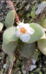 Codonanthe devosiana