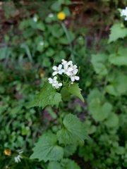 Alliaria petiolata