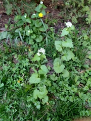 Alliaria petiolata