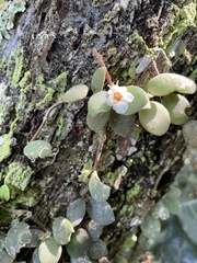 Codonanthe devosiana