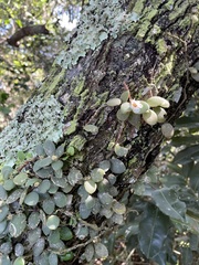 Codonanthe devosiana