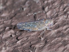 Paraphlepsius irroratus