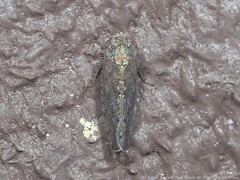 Paraphlepsius irroratus