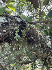 Codonanthe devosiana