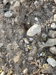 Myrmilloides grandiceps