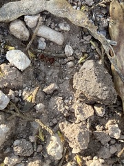 Myrmilloides grandiceps