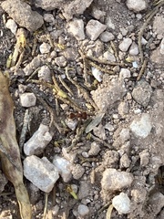 Myrmilloides grandiceps