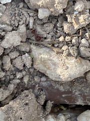 Myrmilloides grandiceps