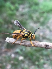 Paranthrene simulans