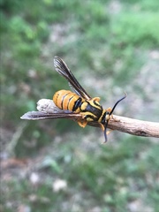 Paranthrene simulans