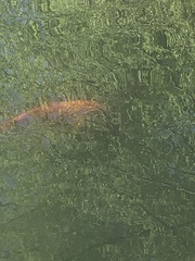 Cyprinus rubrofuscus