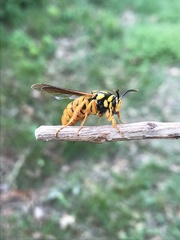 Paranthrene simulans