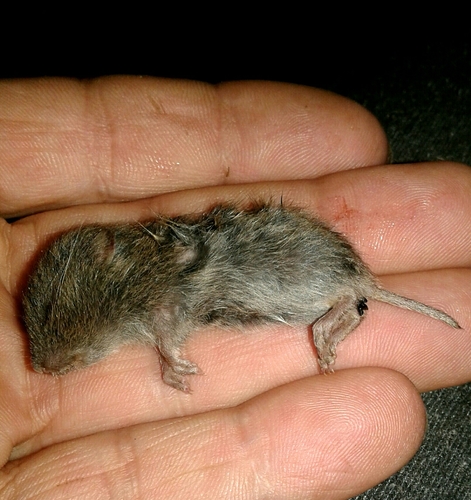 Lusitanian pine vole, 4405-685 Vila Nova de Gaia, Portugal, photo 5 of 10