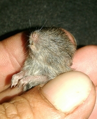 Microtus lusitanicus