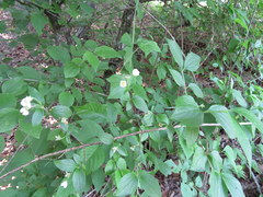 Philadelphus hirsutus