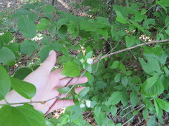 Philadelphus hirsutus