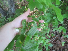 Philadelphus hirsutus