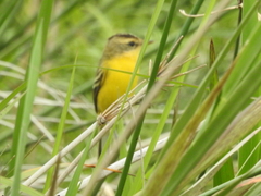 Pseudocolopteryx sclateri