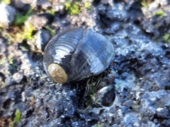 Nerita picea