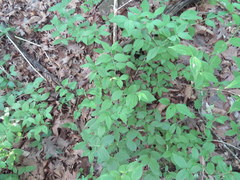 Philadelphus hirsutus