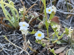 Plagiobothrys chorisianus hickmanii