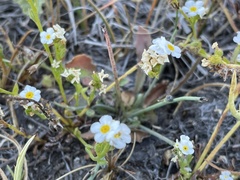 Plagiobothrys chorisianus hickmanii