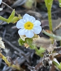 Plagiobothrys chorisianus hickmanii