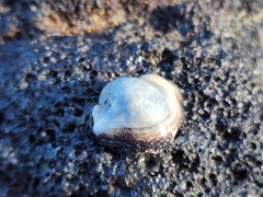 Crepipatella lingulata