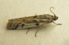 Phycitodes binaevella