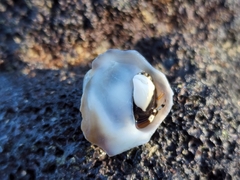 Crepipatella lingulata