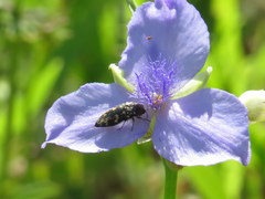 Acmaeodera tubulus