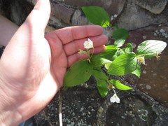 Philadelphus hirsutus
