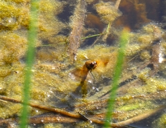 Libellula semifasciata