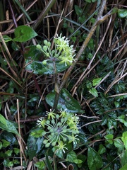 Smilax nipponica