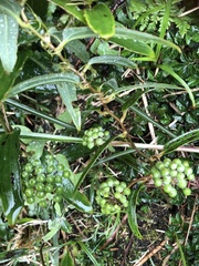 Smilax nipponica