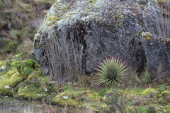 Puya clava-herculis