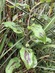 Smilax nipponica